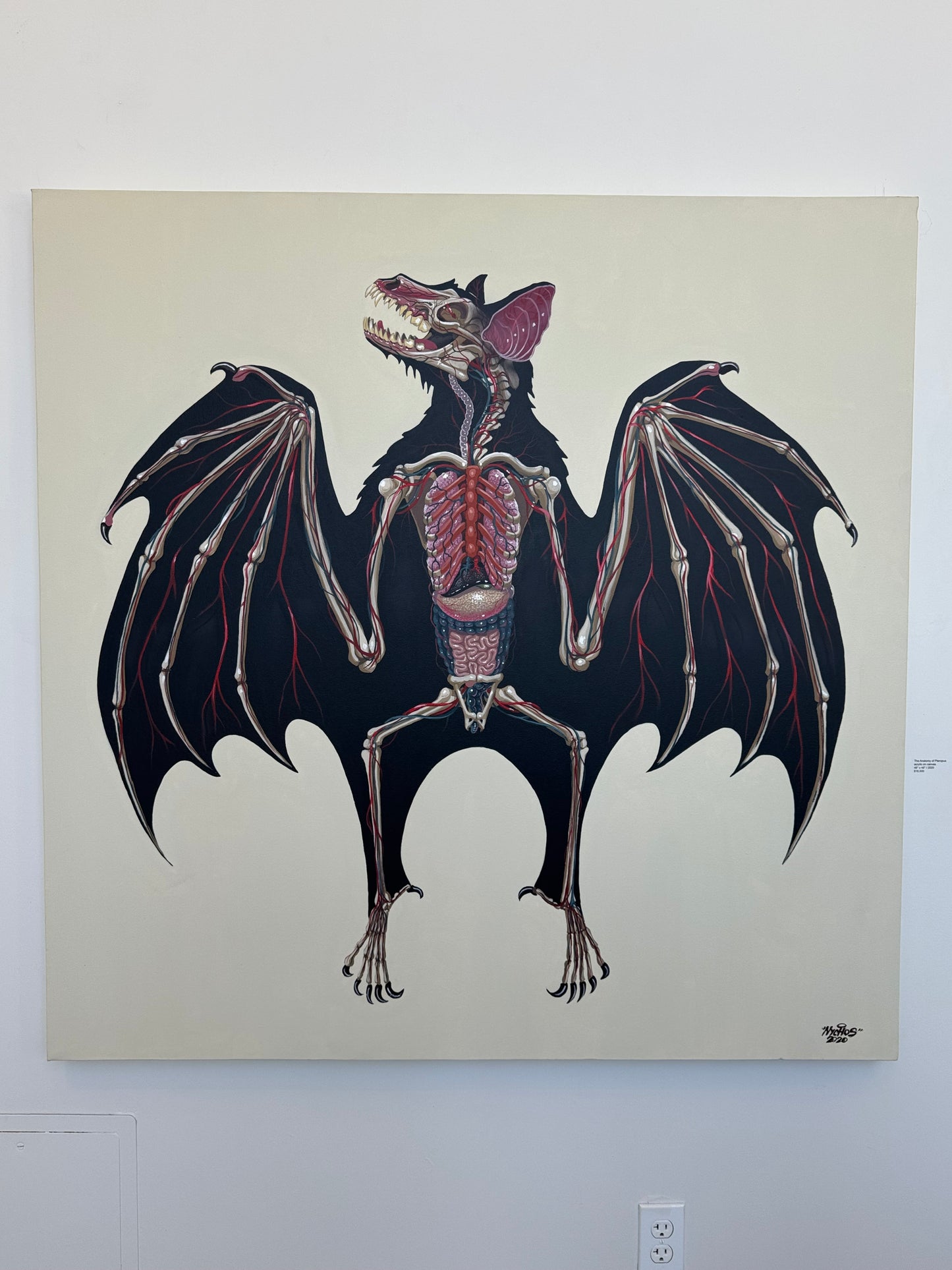 The Anatomy of Pteropus by Nychos
