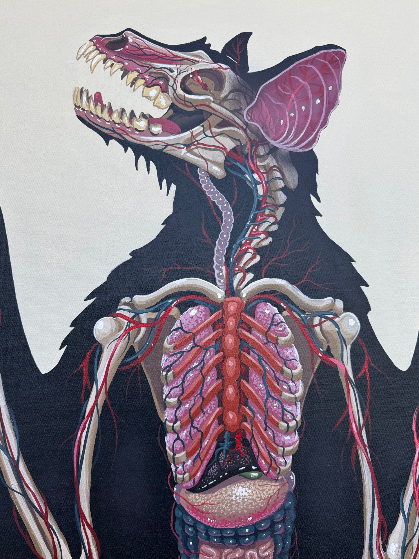 The Anatomy of Pteropus by Nychos