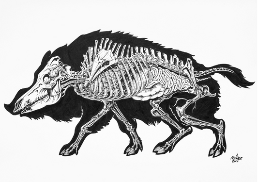 Anatomy of the Wild boar by Nychos