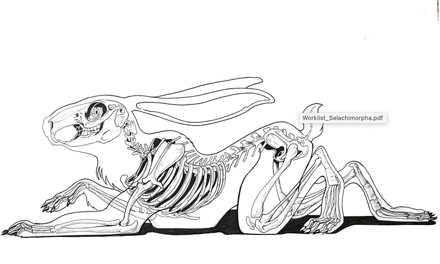 Crawling Hare by Nychos