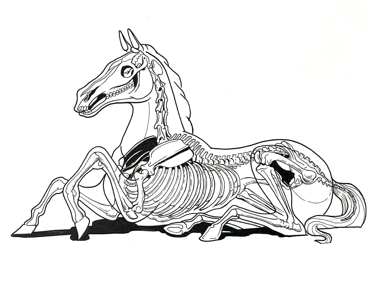 Horse Skeleton by Nychos