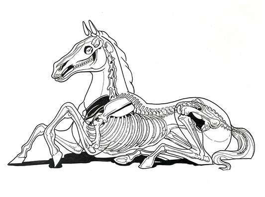 Horse Skeleton by Nychos